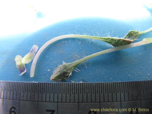 Imágen de Viola litoralis (). Haga un clic para aumentar parte de imágen.