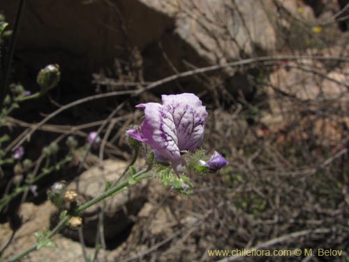 Schizanthus sp. #3190의 사진