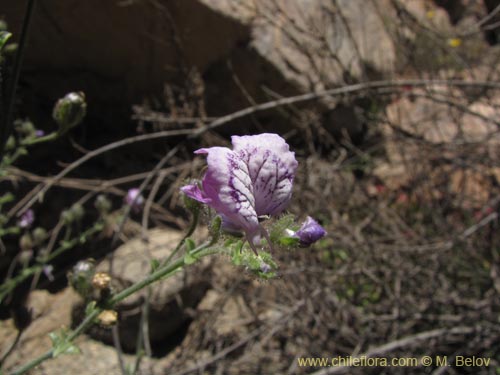 Bild von Schizanthus sp. #3190 (). Klicken Sie, um den Ausschnitt zu vergrössern.