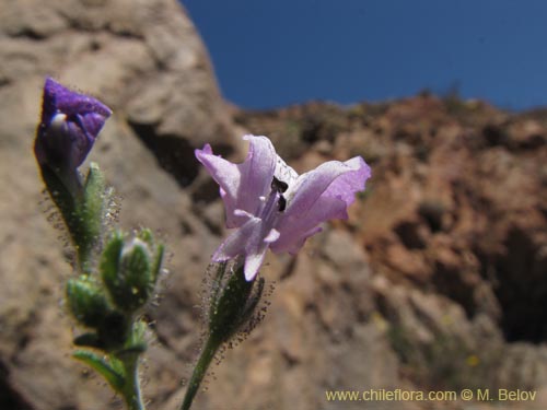 Bild von Schizanthus sp. #3190 (). Klicken Sie, um den Ausschnitt zu vergrössern.