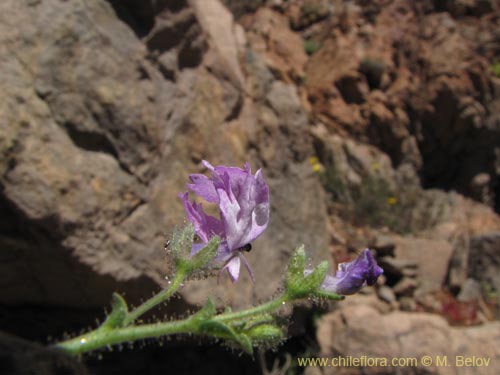 Imágen de Schizanthus sp. #3190 (). Haga un clic para aumentar parte de imágen.