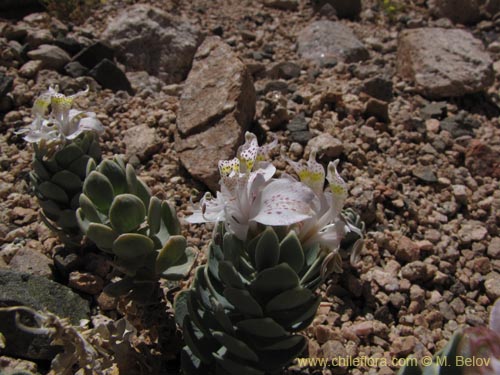 Image of Alstroemeria andina (). Click to enlarge parts of image.