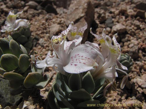 Imágen de Alstroemeria andina (). Haga un clic para aumentar parte de imágen.