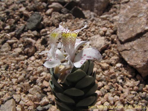 Imágen de Alstroemeria andina (). Haga un clic para aumentar parte de imágen.