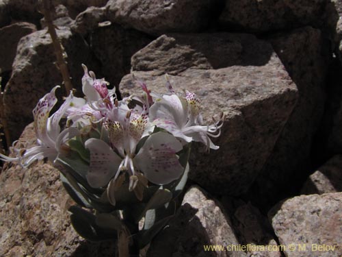 Imágen de Alstroemeria andina (). Haga un clic para aumentar parte de imágen.