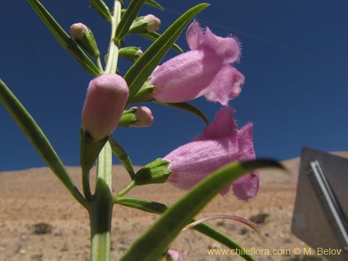 Image of Unidentified Plant sp. #2222 (). Click to enlarge parts of image.