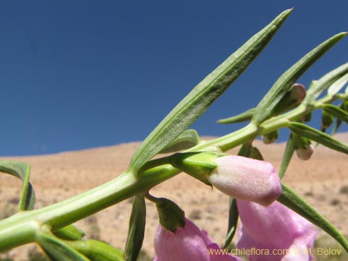 Image of Unidentified Plant sp. #2222 (). Click to enlarge parts of image.