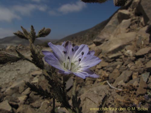 Bild von Malesherbia sp. #2218 (.). Klicken Sie, um den Ausschnitt zu vergrössern.