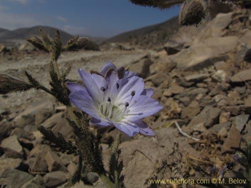 Malesherbia sp. #2218의 사진