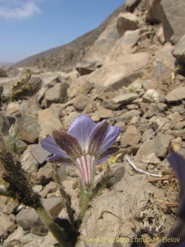 Bild von Malesherbia sp. #2218 (.). Klicken Sie, um den Ausschnitt zu vergrössern.