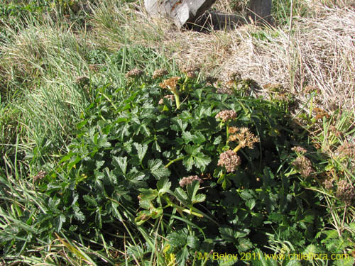 Apiaceae sp. #2234の写真