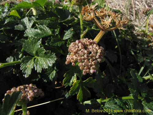 Apiaceae sp. #2234的照片