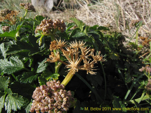 Apiaceae sp. #2234の写真