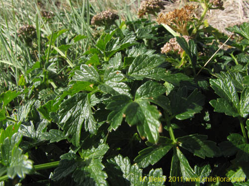 Imágen de Apiaceae sp. #2234 (). Haga un clic para aumentar parte de imágen.