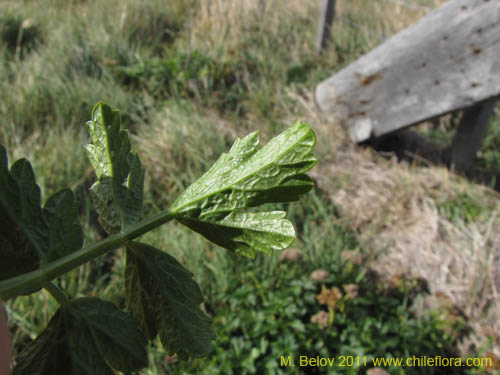 Imágen de Apiaceae sp. #2234 (). Haga un clic para aumentar parte de imágen.