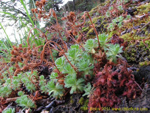 Image of Saxifraga magellanica (). Click to enlarge parts of image.