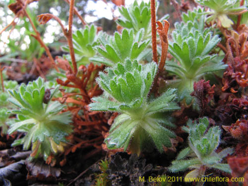 Image of Saxifraga magellanica (). Click to enlarge parts of image.