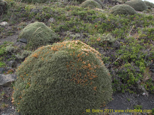 Bild von Anarthrophyllum desideratum (). Klicken Sie, um den Ausschnitt zu vergrössern.