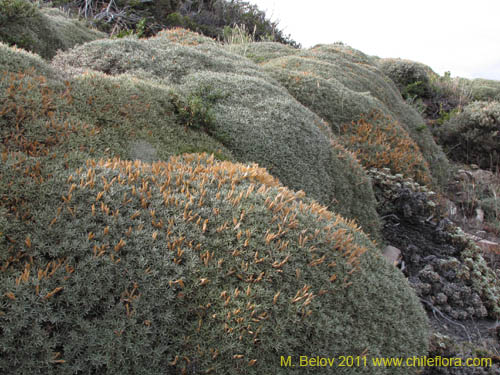 Imágen de Anarthrophyllum desideratum (). Haga un clic para aumentar parte de imágen.