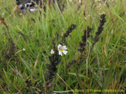 Bild von Euphrasia antarctica (). Klicken Sie, um den Ausschnitt zu vergrössern.