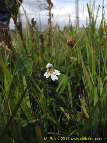 Bild von Euphrasia antarctica (). Klicken Sie, um den Ausschnitt zu vergrössern.