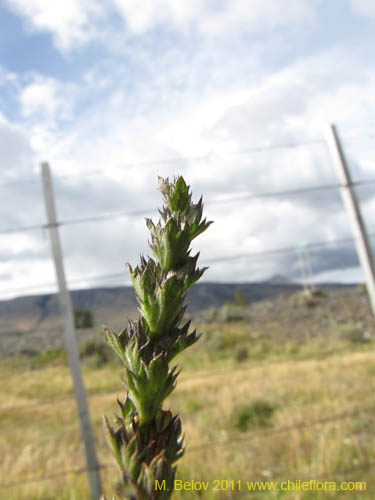 Bild von Euphrasia antarctica (). Klicken Sie, um den Ausschnitt zu vergrössern.