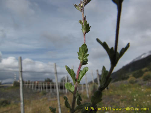 Bild von Euphrasia antarctica (). Klicken Sie, um den Ausschnitt zu vergrössern.