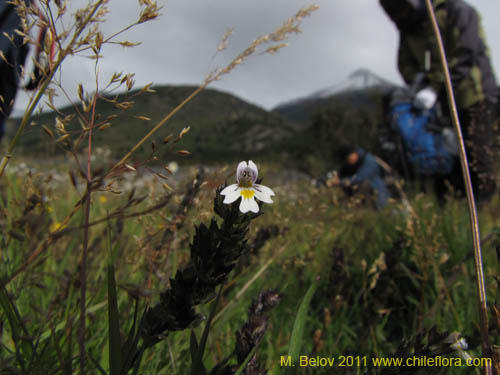 Bild von Euphrasia antarctica (). Klicken Sie, um den Ausschnitt zu vergrössern.