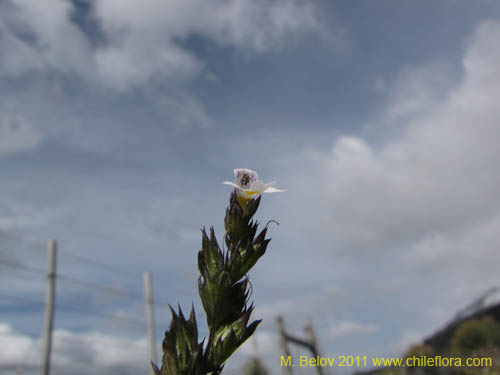 Imágen de Euphrasia antarctica (). Haga un clic para aumentar parte de imágen.