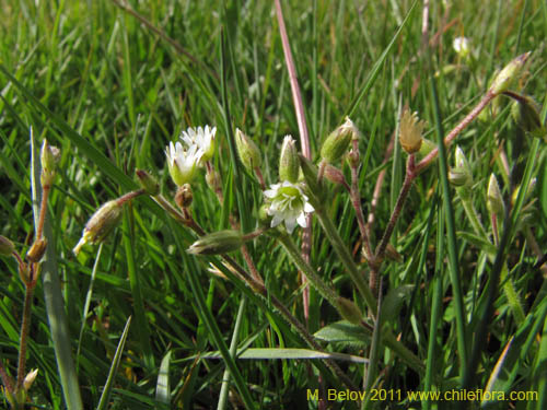 Фотография Cerastium fontanum (). Щелкните, чтобы увеличить вырез.