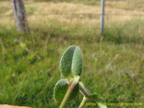 Bild von Cerastium fontanum (). Klicken Sie, um den Ausschnitt zu vergrössern.