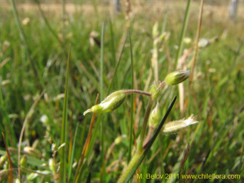 Imágen de Cerastium fontanum (). Haga un clic para aumentar parte de imágen.