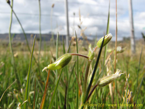 Imágen de Cerastium fontanum (). Haga un clic para aumentar parte de imágen.