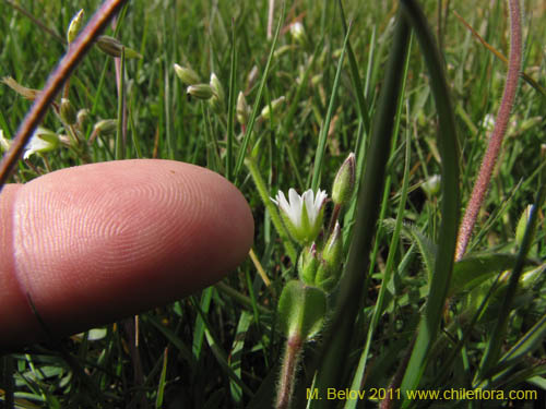 Фотография Cerastium fontanum (). Щелкните, чтобы увеличить вырез.