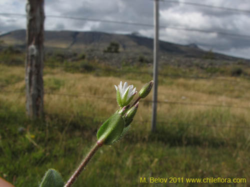 Фотография Cerastium fontanum (). Щелкните, чтобы увеличить вырез.