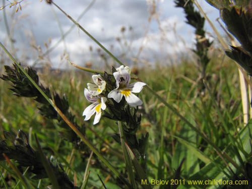 Фотография Euphrasia antarctica (). Щелкните, чтобы увеличить вырез.