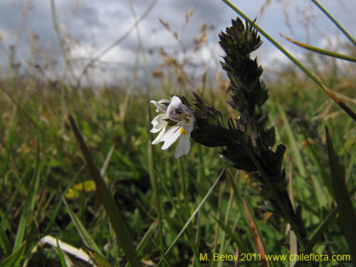 Bild von Euphrasia antarctica (). Klicken Sie, um den Ausschnitt zu vergrössern.