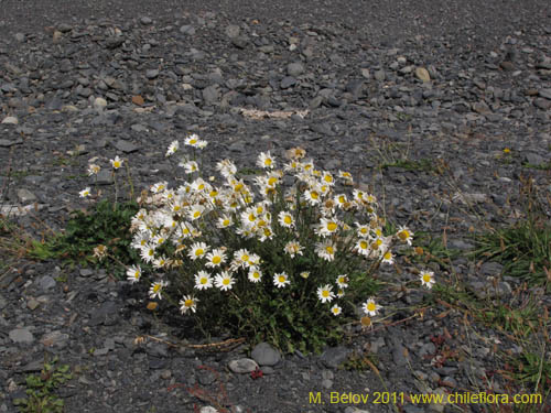 Asteraceae sp. #3173の写真