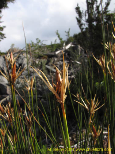 Bild von Marsippospermum grandiflorum (Junco de Magallanes). Klicken Sie, um den Ausschnitt zu vergrössern.