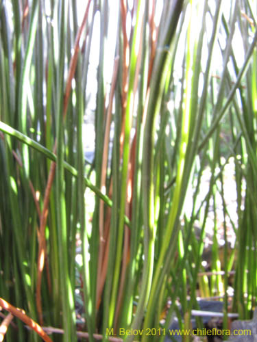 Image of Marsippospermum grandiflorum (Junco de Magallanes). Click to enlarge parts of image.