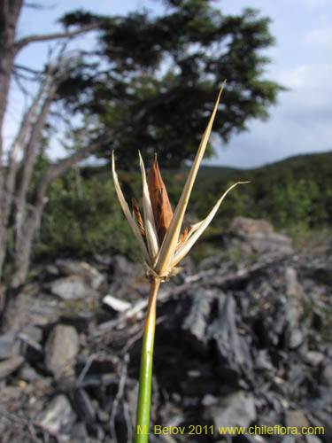 Фотография Marsippospermum grandiflorum (Junco de Magallanes). Щелкните, чтобы увеличить вырез.