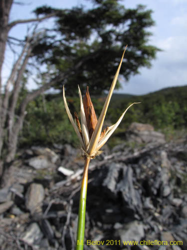 Marsippospermum grandiflorum的照片