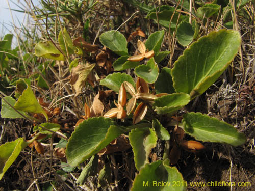 Image of Viola sp. #3158 (). Click to enlarge parts of image.