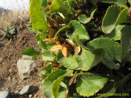 Image of Viola sp. #3158 (). Click to enlarge parts of image.