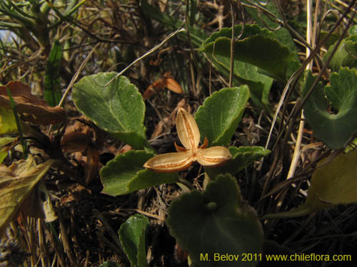 Image of Viola sp. #3158 (). Click to enlarge parts of image.