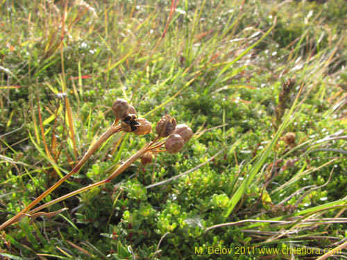 Image of Sisyrinchium patagonicum (). Click to enlarge parts of image.