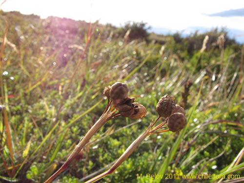 Image of Sisyrinchium patagonicum (). Click to enlarge parts of image.