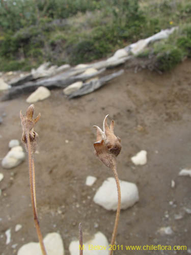 Image of Calceolaria biflora (). Click to enlarge parts of image.