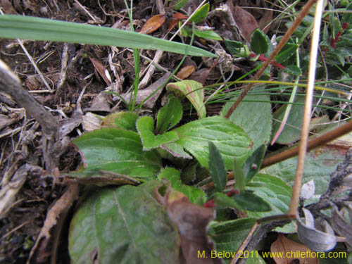 Image of Calceolaria biflora (). Click to enlarge parts of image.