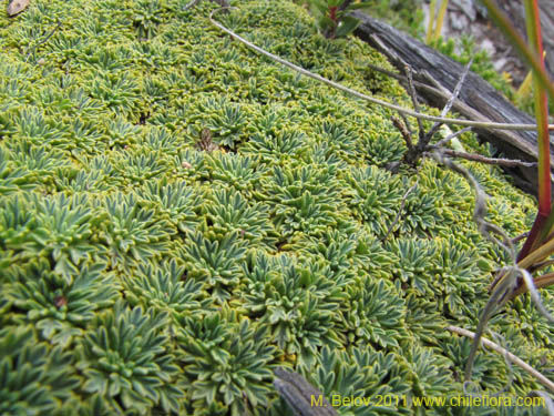 Image of Bolax gumifera (). Click to enlarge parts of image.